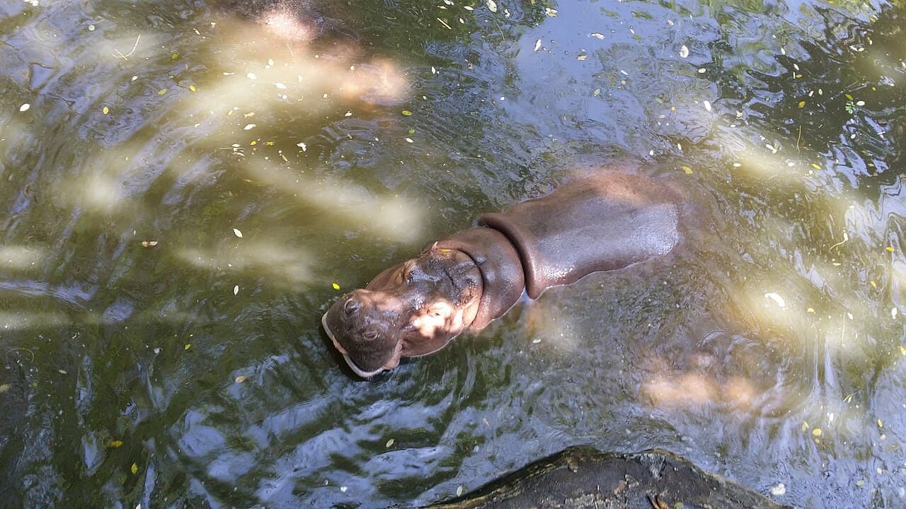 Moo Deng Turns Two as Khao Kheow Zoo Unveils 75-Million-Baht Hippo Village