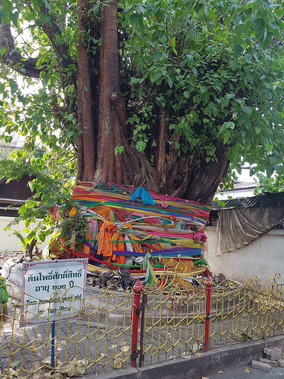 Bangkok Sets Criteria to Protect City's 'Heritage Trees'