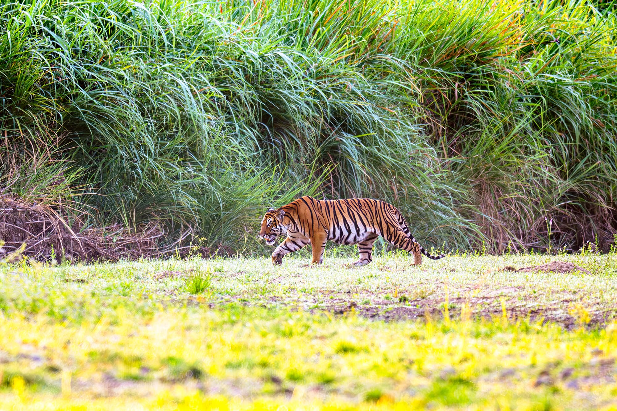 Ranger Killed in Rare Tiger Attack at Huai Kha Khaeng Wildlife Sanctuary