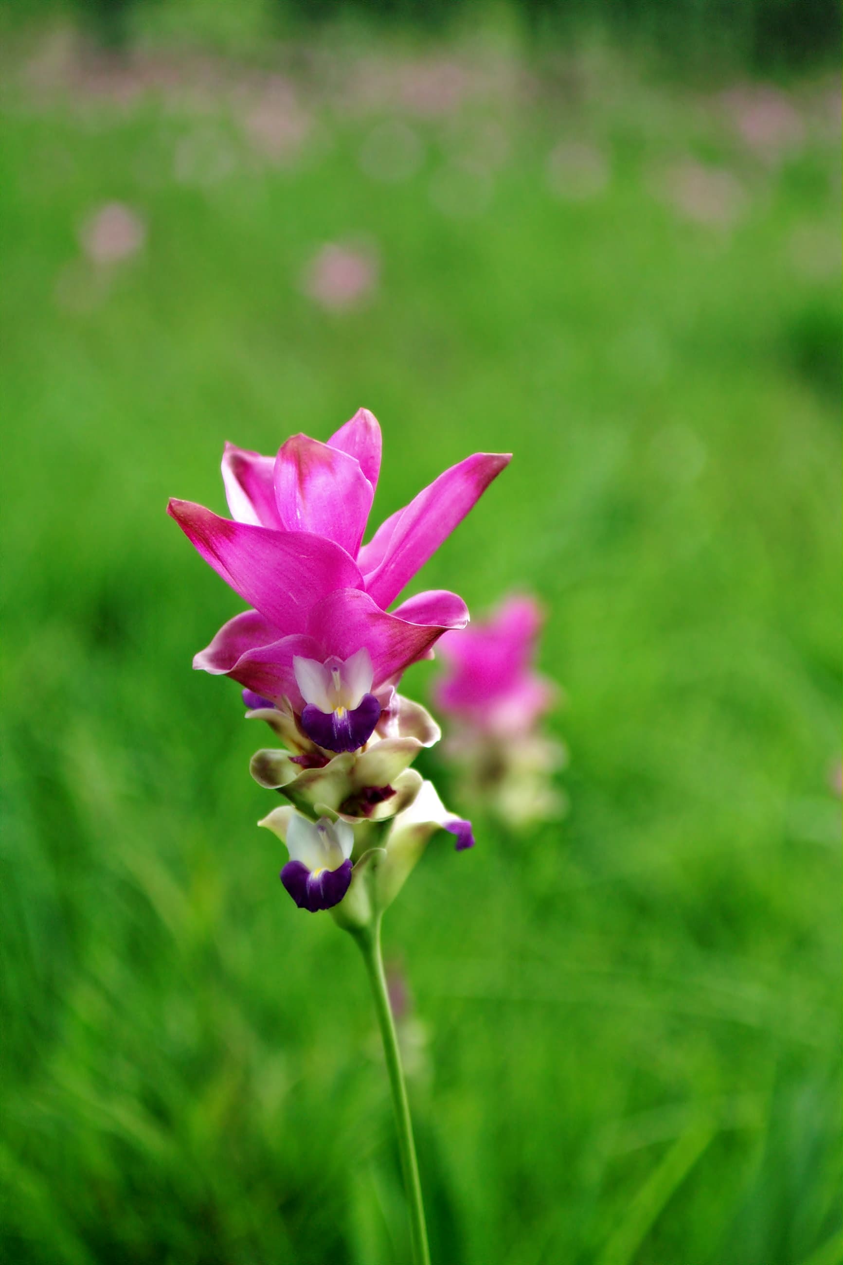 Colourful Flora Festival Brings 200,000 Blooms to Bangkok's Queen Sirikit Park