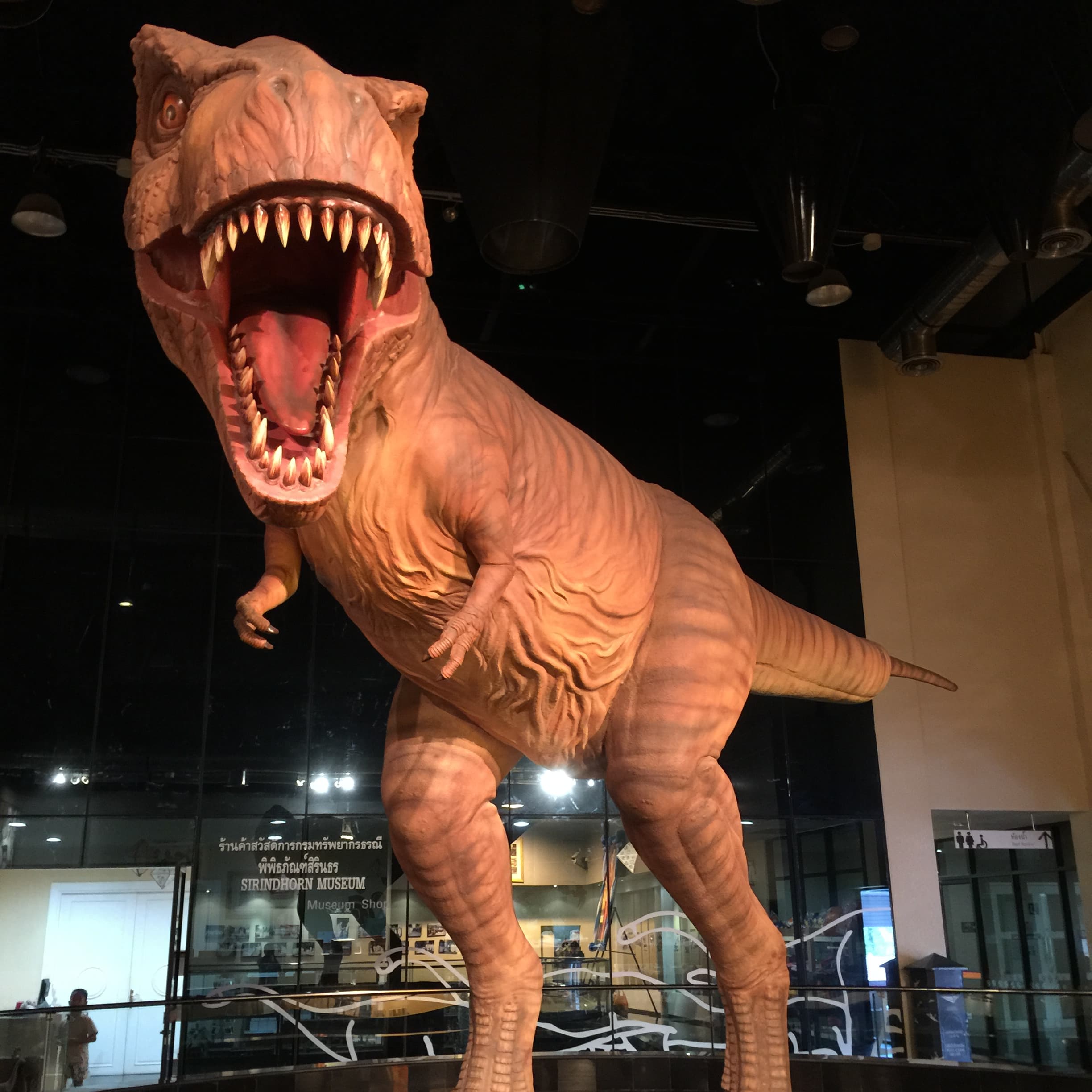 New Carnivorous Dinosaur Fossil Found in Chaiyaphum, Older Than Nagatitan