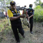 Search for two crocodiles on loose