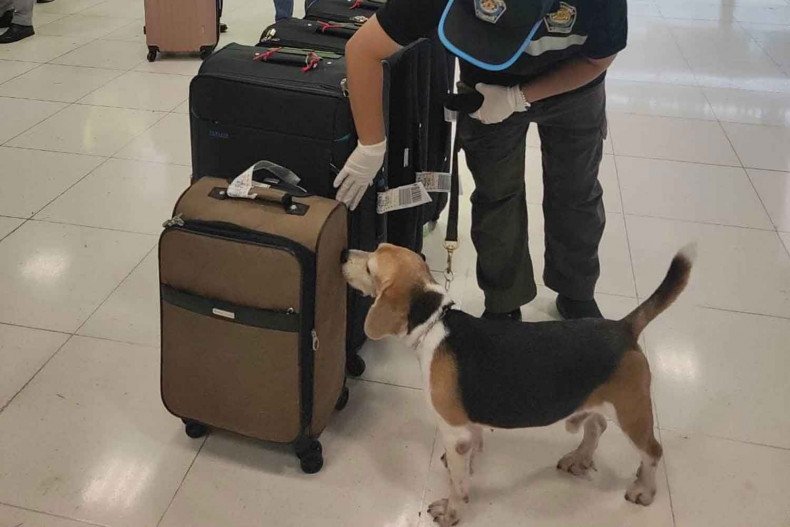 ‘Inspector Beagle’ sniffs out smoked bat meat from China
