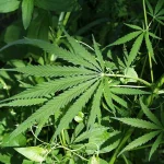 Somsak: Reclassifying Cannabis to Target Unlawful Practices