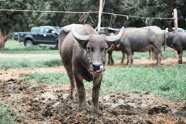 Thailand steps up border control of livestock