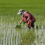 Support for Rice Farmers to Offset Harvest Expenses