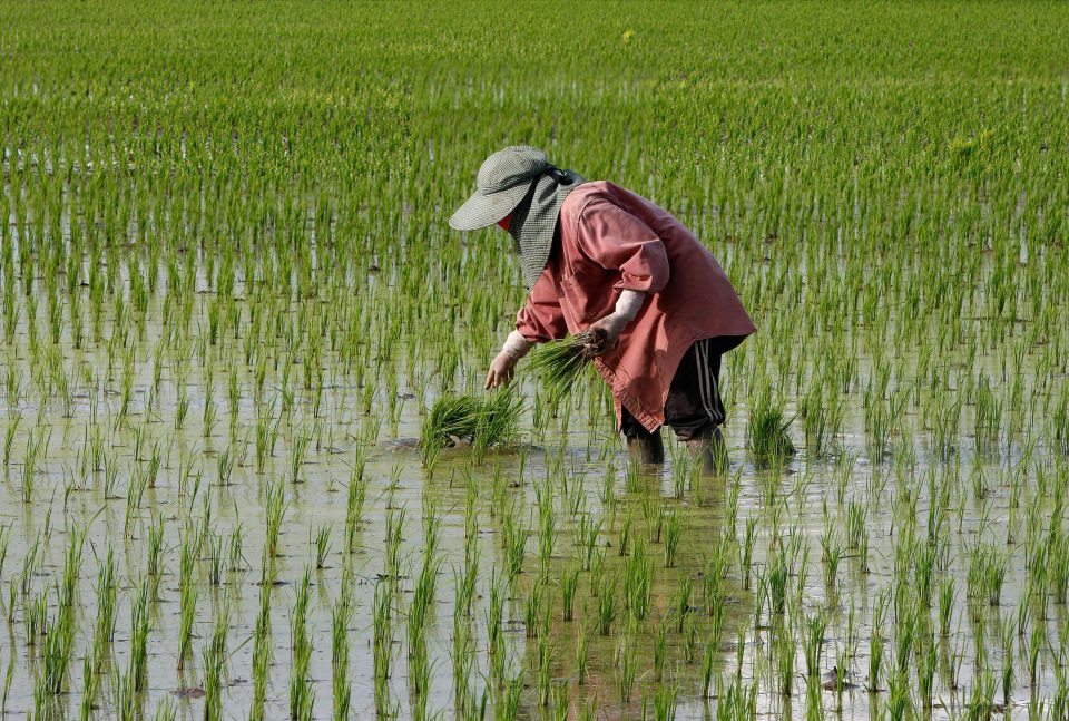 Support for Rice Farmers to Offset Harvest Expenses