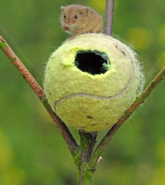 Wimbledon’s Green Game: Turning Tennis Balls into Harvest Mouse Homes