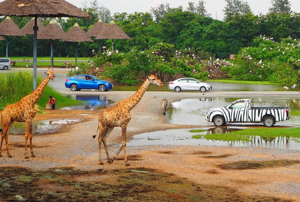Safari World Bangkok: Family Adventure with Wildlife in 2025