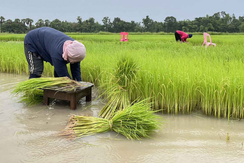 The Thai Rice Exporters Association has urged the government and the Bank of Thailand to take immediate and practical measures to stabilize the baht, aiming to safeguard the competitiveness of Thai rice and farmers’ incomes.