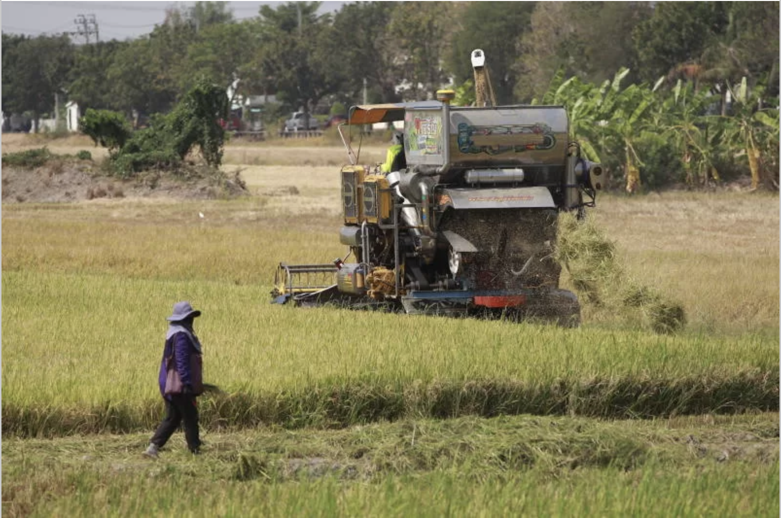 Thai rice prices fall to their lowest level in 18 years