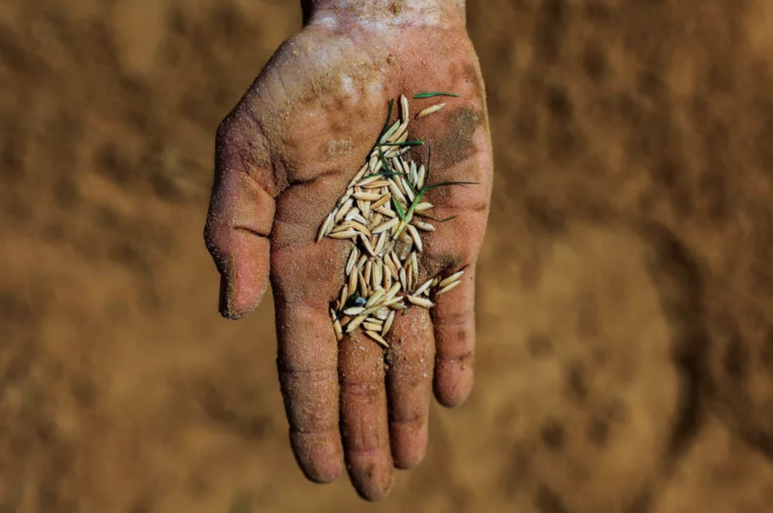 Thai Rice Exports Could Decline by Up to 12.5%