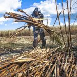 Major Sugar Harvest Encounters Burning Challenges